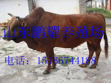 供應肉牛，牛犢，西門塔爾牛，山東鵬耀牛羊養殖基地