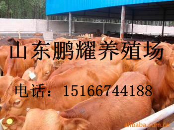 供應肉牛，牛犢，西門塔爾牛，山東鵬耀牛羊養殖基地原始圖片3