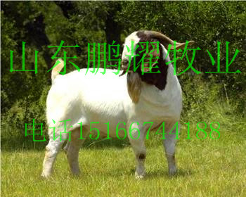 急售純種肉羊，育肥羊，純種波爾山羊，小尾寒羊，杜泊綿羊