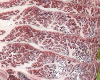 批發巴西進口200牛后腱 冷凍IBP245E牛仔骨 冷凍278美國肥牛