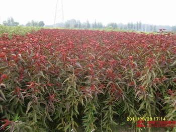 紅葉碧桃苗-山東紅葉碧桃苗基地-泰安紅葉碧桃苗價格-紅葉碧桃產品