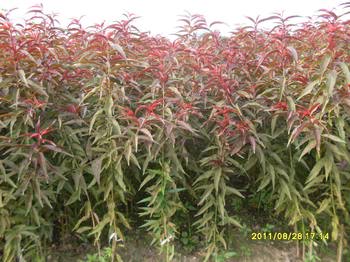 紅葉碧桃苗-山東紅葉碧桃苗基地-泰安紅葉碧桃苗價格-紅葉碧桃產品
