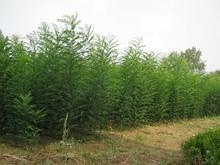 國槐苗-山東國槐苗基地-泰安國槐苗價格-國槐苗產(chǎn)品