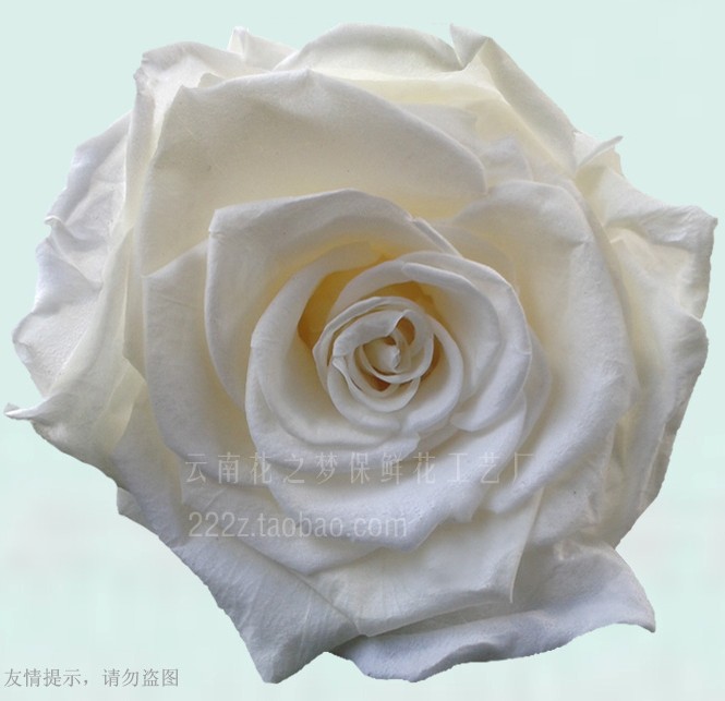 戒指盒保鮮花保鮮玫瑰花藍色妖姬yb凋謝的生日鮮花七夕節(jié)禮物 