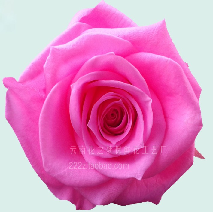 戒指盒保鮮花保鮮玫瑰花藍(lán)色妖姬yb凋謝的生日鮮花七夕節(jié)禮物 原始圖片2