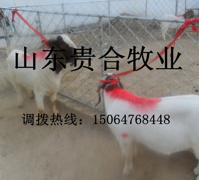供應 小尾寒羊 白山羊 波爾山羊 奶山羊 亞洲黃羊