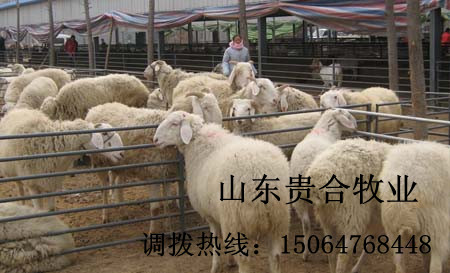 供應 小尾寒羊 白山羊 波爾山羊 奶山羊 亞洲黃羊