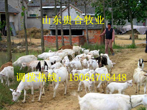 供應 小尾寒羊 白山羊 波爾山羊 奶山羊 亞洲黃羊