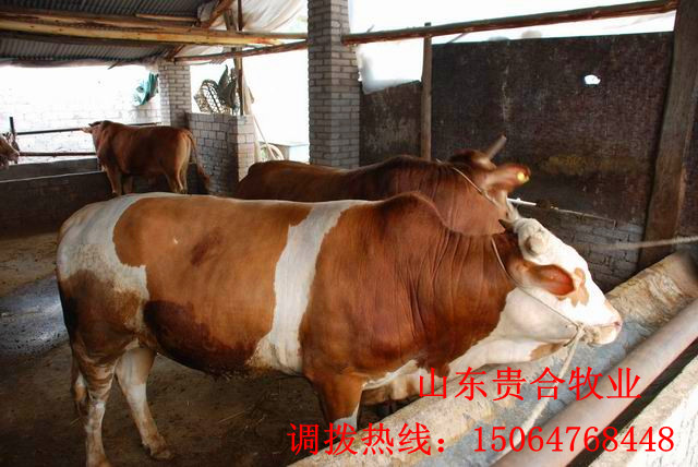 供應：肉牛 育肥牛 牛犢 西門塔爾 利木贊 夏洛萊 品種好 效益高