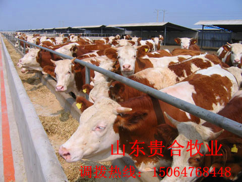 供應：肉牛 育肥牛 牛犢 西門塔爾 利木贊 夏洛萊 品種好 效益高
