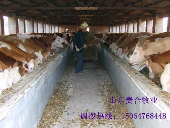 供應：肉牛 育肥牛 牛犢 西門塔爾 利木贊 夏洛萊 品種好 效益高