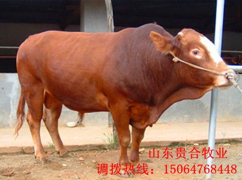 供應：肉牛 育肥牛 牛犢 西門塔爾 利木贊 夏洛萊 品種好 效益高