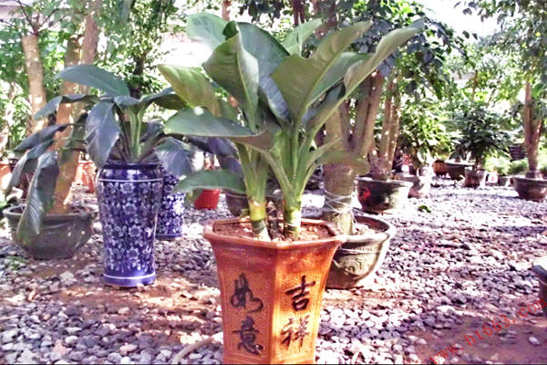 奇雅花卉