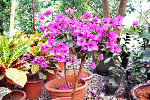 奇雅花卉