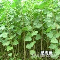 楊樹苗的材種選擇