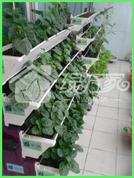 微電腦智能化育菜機-I型 