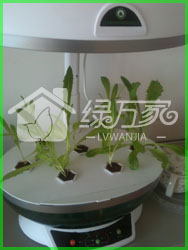 廣州家庭智能化水培育菜機