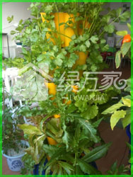 廣州智能化水培育菜機