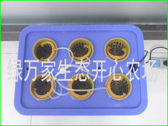 廣州智能化水培育菜機