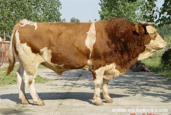 魯西黃牛、西門塔爾牛、利木贊牛、夏洛萊嘉牛、肉牛犢、小牛苗