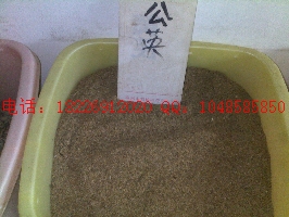 柴胡種子價格、蒲公英種子價格、種植資料