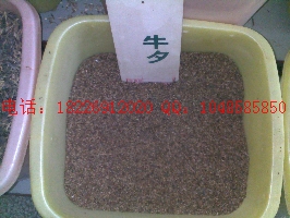 藏紅花種子價(jià)格、紅花種子價(jià)格