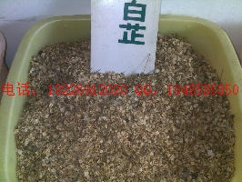 藏紅花種子價(jià)格、紅花種子價(jià)格