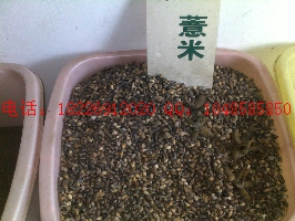 土牛膝種子價(jià)格、白芷種子價(jià)格