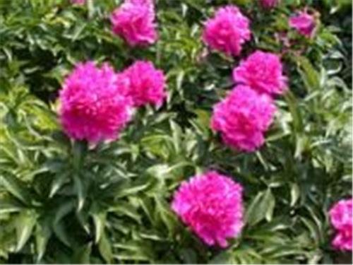 厂家供应50%芍药苷