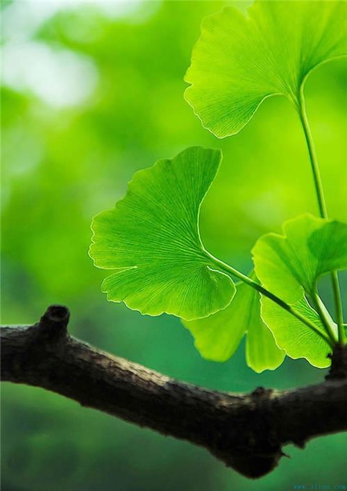 厂家直销银杏叶提取物