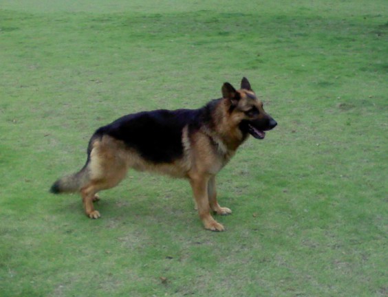 成都愛寵訓犬