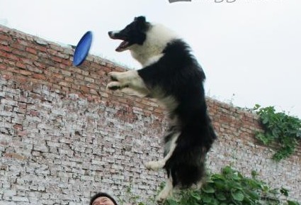 成都愛寵訓犬原始圖片2