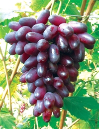 酒葡萄苗