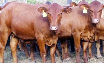 供應西門塔爾牛、魯西黃牛、肉牛、三元改良牛