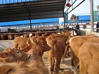 供應西門塔爾牛、魯西黃牛、肉牛、三元改良牛