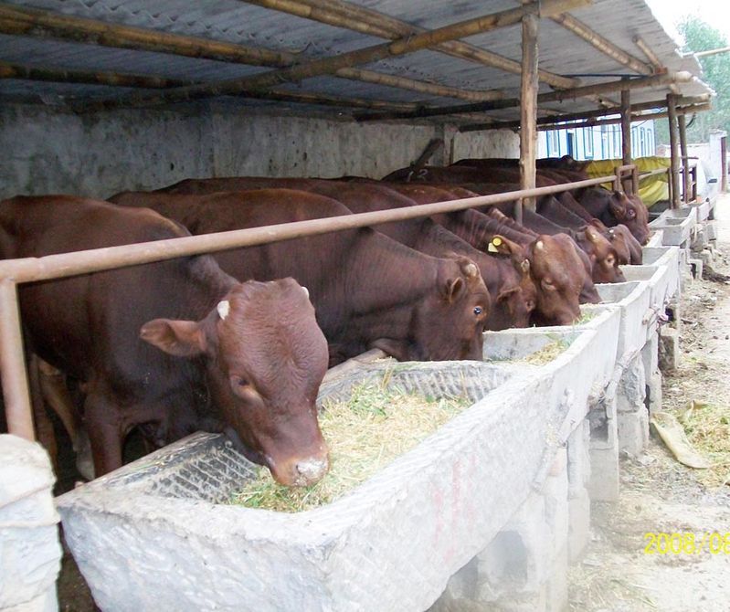 湖北肉牛養殖 肉牛價格