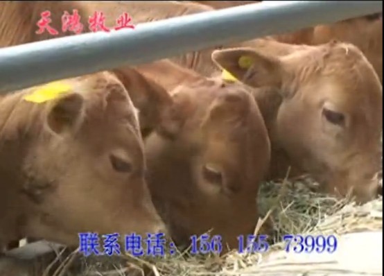 天鴻養(yǎng)牛場提供種牛肉牛黃牛西門塔爾牛利木贊牛