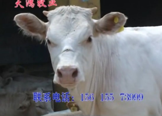 天鴻養牛場提供種牛肉牛黃牛西門塔爾牛利木贊牛
