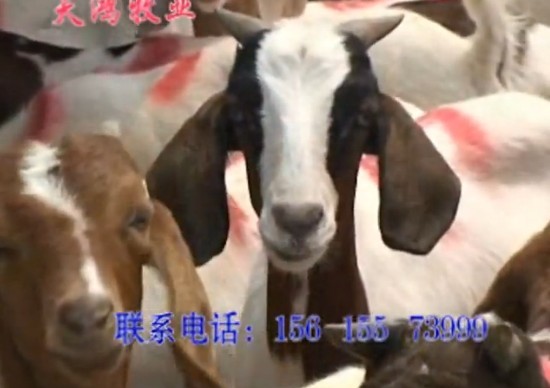 山東天鴻牧業波爾山羊養殖場