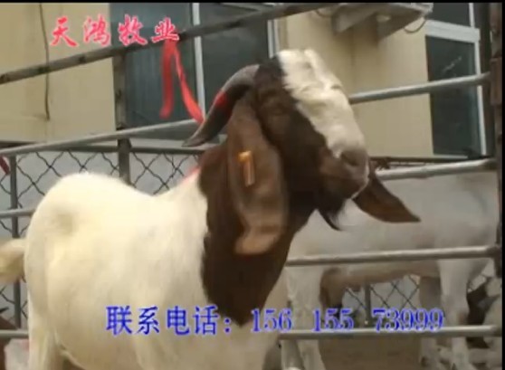 山東天鴻牧業波爾山羊養殖場