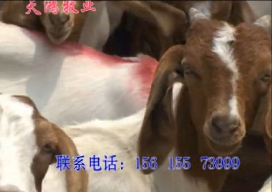 國家純種波爾山羊繁育育種基地《天鴻牧業集團》山東天鴻牧業種羊養殖場