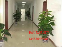 長沙寫字樓辦公室綠色植物花卉租擺租賃