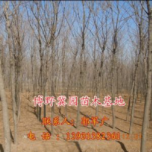 冀園長期供應白蠟