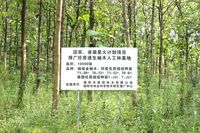 供應(yīng)甸金柚木,泰國(guó)優(yōu)質(zhì)柚木,柚木種植,柚木公司,廣東綠陽(yáng)林業(yè)