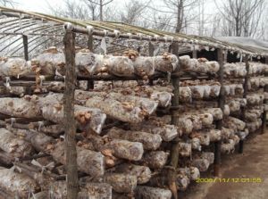 【老鴰村】香菇腳批發｜雙剪香菇腳mushroom root原始圖片2
