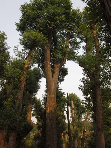 移植骨架欒樹40cm