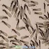黃浦殺蟑螂公司，黃浦滅跳蚤021-54303723上海殺蟲18930546676