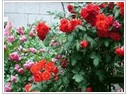 蘇北月季花基地
