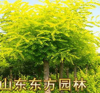 山東東方園林供應(yīng)大量金葉國(guó)槐