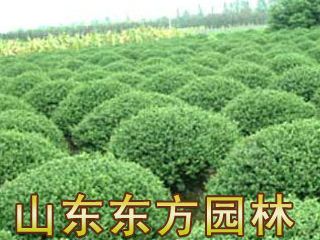 山東東方園林長(zhǎng)期供應(yīng)大量女貞